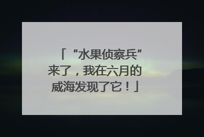 “水果侦察兵”来了，我在六月的威海发现了它！