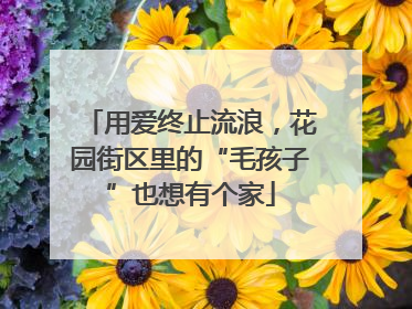 用爱终止流浪，花园街区里的“毛孩子”也想有个家