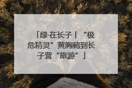 绿·在长子丨“极危精灵”黄胸鹀到长子营“旅游”