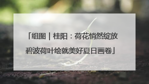 组图｜桂阳：荷花悄然绽放 碧波荷叶绘就美好夏日画卷