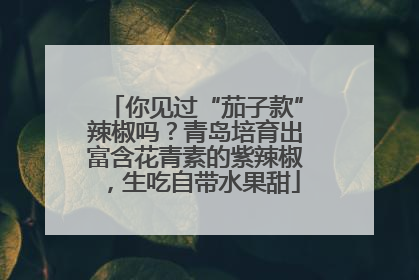 你见过“茄子款”辣椒吗？青岛培育出富含花青素的紫辣椒，生吃自带水果甜