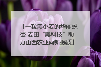 一粒黑小麦的华丽蜕变 麦田“黑科技”助力山西农业向新提质