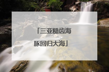 三亚糙齿海豚回归大海