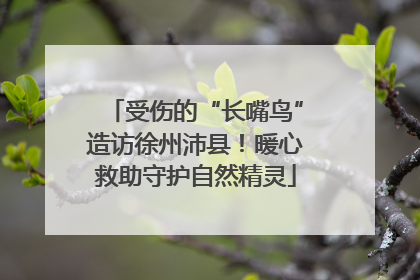 受伤的“长嘴鸟”造访徐州沛县！暖心救助守护自然精灵
