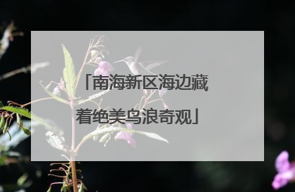 南海新区海边藏着绝美鸟浪奇观