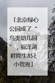 北京绿心公园成了“鸟类幼儿园”，福泽湖畔降生8只小鸳鸯