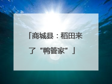 商城县：稻田来了“鸭管家”