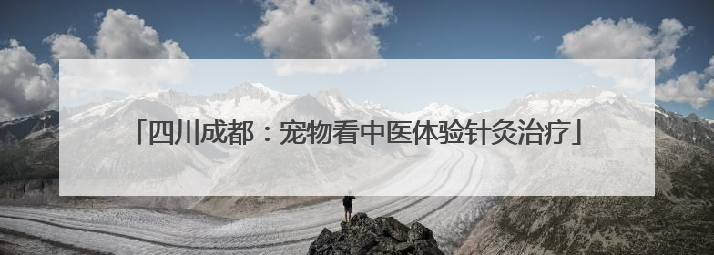 四川成都：宠物看中医体验针灸治疗