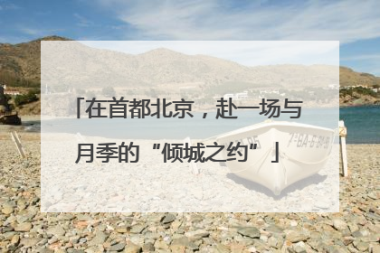 在首都北京，赴一场与月季的“倾城之约”