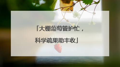 大棚葡萄管护忙，科学疏果助丰收