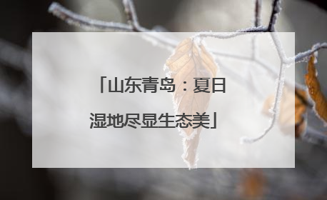 山东青岛：夏日湿地尽显生态美