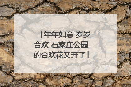 年年如意 岁岁合欢 石家庄公园的合欢花又开了