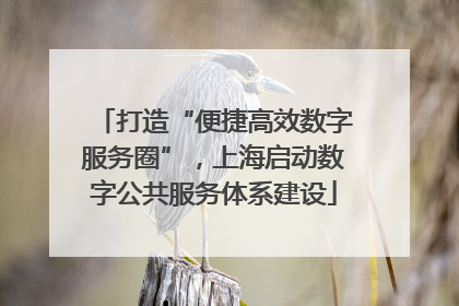 打造“便捷高效数字服务圈”，上海启动数字公共服务体系建设