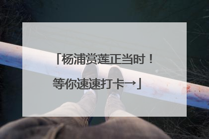 杨浦赏莲正当时！等你速速打卡→