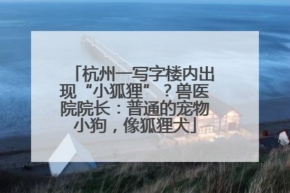 杭州一写字楼内出现“小狐狸”？兽医院院长：普通的宠物小狗，像狐狸犬