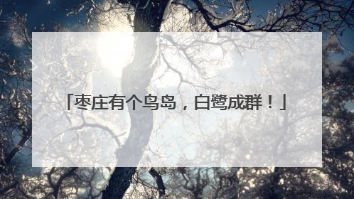 枣庄有个鸟岛，白鹭成群！