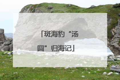 斑海豹“汤圆”归海记
