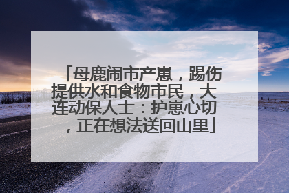 母鹿闹市产崽，踢伤提供水和食物市民，大连动保人士：护崽心切，正在想法送回山里