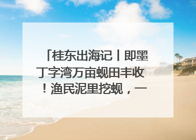 桂东出海记丨即墨丁字湾万亩蚬田丰收！渔民泥里挖蚬，一天上岸过千斤