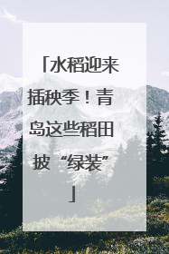水稻迎来插秧季！青岛这些稻田披“绿装”