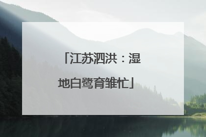 江苏泗洪：湿地白鹭育雏忙