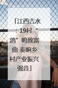 江西吉水：19村“鸽”鸣致富曲 奏响乡村产业振兴强音
