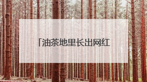 油茶地里长出网红花海 宁海高山百合“种”出花样经济