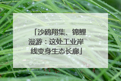 沙鸥翔集、锦鲤漫游：这处工业岸线变身生态长廊