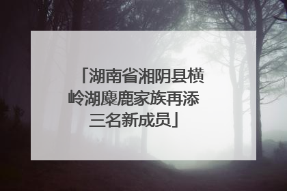 湖南省湘阴县横岭湖麋鹿家族再添三名新成员