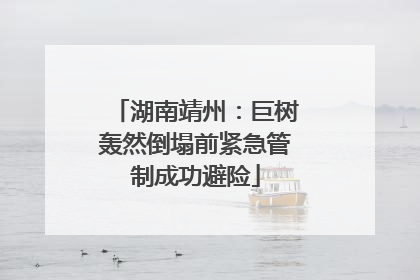 湖南靖州：巨树轰然倒塌前紧急管制成功避险