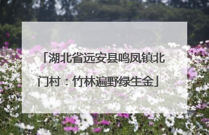 湖北省远安县鸣凤镇北门村：竹林遍野绿生金