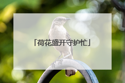 荷花盛开守护忙