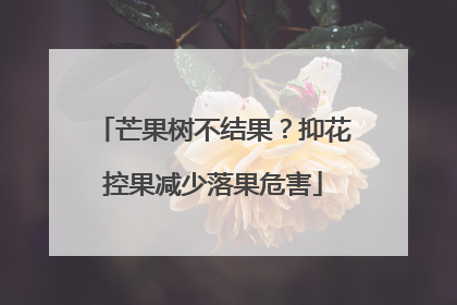 芒果树不结果？抑花控果减少落果危害