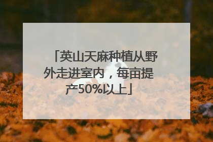 英山天麻种植从野外走进室内，每亩提产50%以上