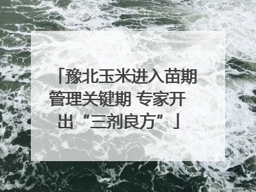 豫北玉米进入苗期管理关键期 专家开出“三剂良方”