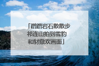 蹭蹭岩石散散步 祁连山拍到雪豹和豺撒欢画面
