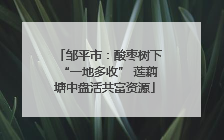 邹平市：酸枣树下“一地多收” 莲藕塘中盘活共富资源