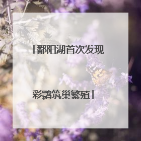 鄱阳湖首次发现彩鹮筑巢繁殖
