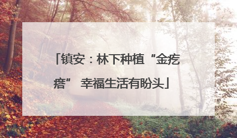 镇安：林下种植“金疙瘩” 幸福生活有盼头