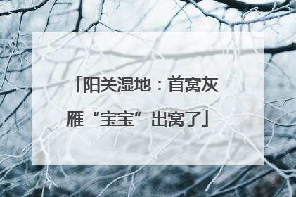 阳关湿地：首窝灰雁“宝宝”出窝了