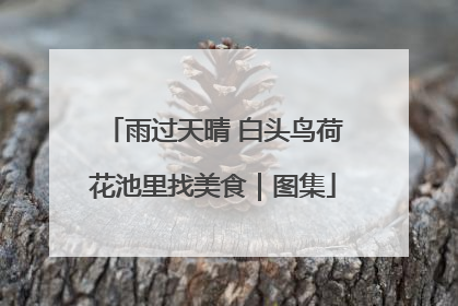 雨过天晴 白头鸟荷花池里找美食｜图集