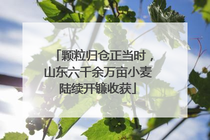 颗粒归仓正当时，山东六千余万亩小麦陆续开镰收获