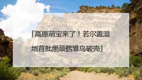 高原萌宝来了！若尔盖湿地首批黑颈鹤雏鸟破壳