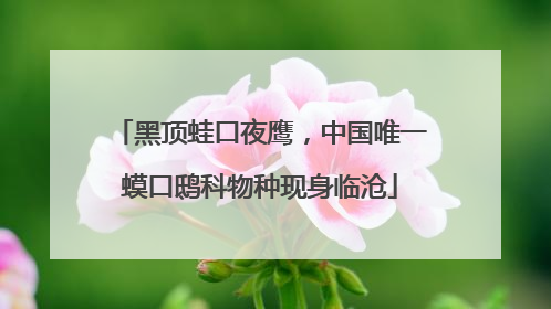 黑顶蛙口夜鹰，中国唯一蟆口鸱科物种现身临沧