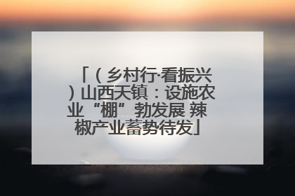 （乡村行·看振兴）山西天镇：设施农业“棚”勃发展 辣椒产业蓄势待发
